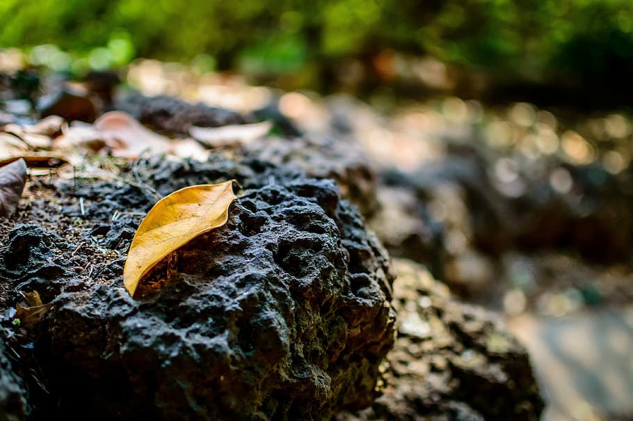 blad, efterår, klippe, lavastene, gammel, natur, uden for, alene, dag, tæt på, fokus på forgrunden, selektiv fokusering, solid, ingen mennesker, plante, træ, rock-objekt, mad, udendørs, mad og drikke, mos, jord, Skov, plante del, svamp, 4K