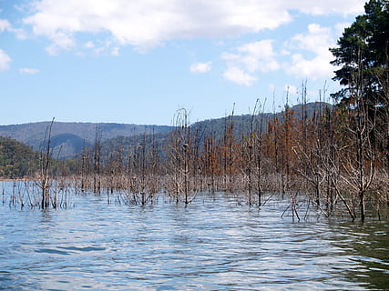 lac, Eildon, potop, copac, mediu inconjurator, apă, parc național, pădure, pitoresc, conservare, pustie, în aer liber, cer, nor - cer, plantă, natură, zi, nici o persoana, o scenă liniștită, frumusețe în natură, malul mării, liniște, scenice - natura, scenă non-urbană, plajă, încrețit, poluare, 2K, CC0, domeniu public, fără drepturi de autor