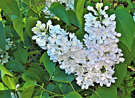 violet, lilas, fleurs, photographie rapprochée, plante, arbre, buisson, rameau en fleurs, raisin fleurs blanches, parfumé, brillant, belle, printemps, fleur, plante à fleurs, beauté dans la nature, feuille, partie de la plante, croissance, fragilité, vulnérabilité, fraîcheur, pétale, couleur verte, couleur blanche, fermer, la nature, journée, inflorescence, tête de fleur, hortensia, personne, en plein air, 2K, CC0, domaine public, libre de droits
