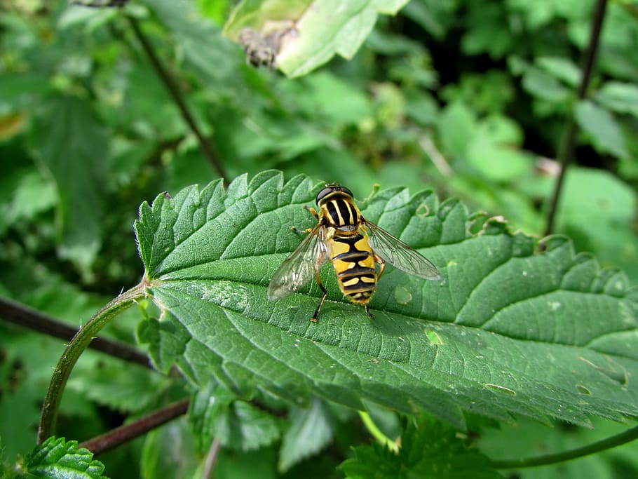 hoverfly, bosc campestris, insecte, animals, naturalesa, invertebrat, temes d'animals, animals a la natura, animal, part de la planta, fauna animal, full, un animal, color verd, planta, primer pla, centrar-se en primer pla, creixement, cap gent, dia, bellesa a la natura, ala dels animals, a l'aire lliure, 4K
