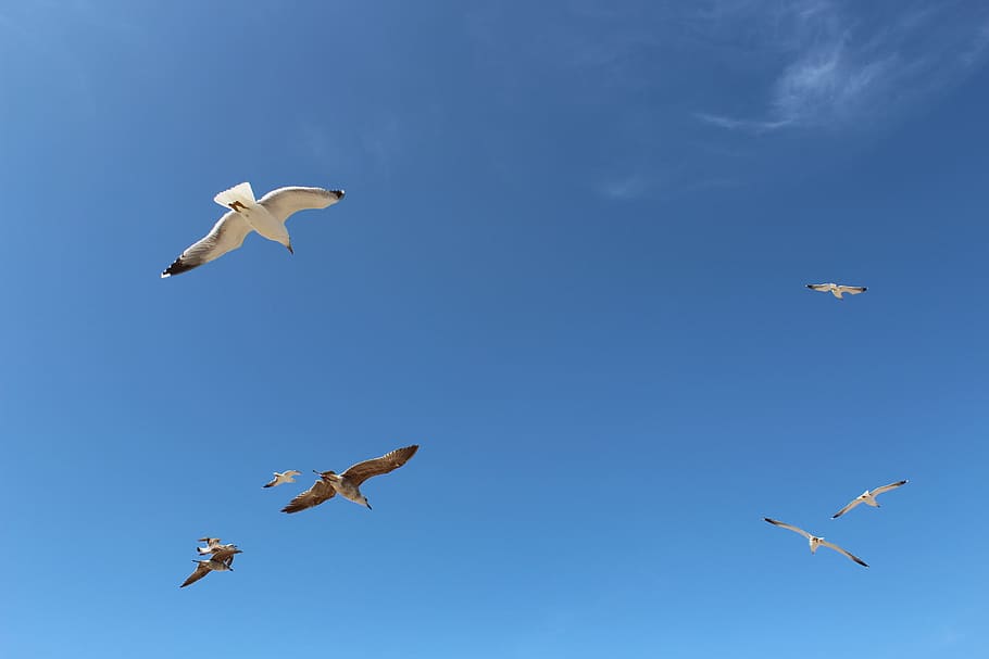 dom, vol, eternitat, volant, animal, fauna animal, temes d'animals, ocell, animals a la natura, vertebrats, grup d’animals, blau, ales separades, cel, a l'aire, gavina, cap gent, naturalesa, vista d’angle baix, moviment, cel clar, dia, llibertat, ramat d’ocells, 5K