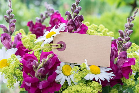 foto del focus, rosa, blanc, ram de flors de pètals, bouquet, mapa, missatge, ambaixada, felicitació floral, planta, targeta de felicitació, aniversari, targeta d'aniversari, flors, salutació, flor, naturalesa, porpra, frescor, a l'aire lliure, cap gent, planta amb flors, bellesa a la natura, fragilitat, vulnerabilitat, primer pla, color rosa, dia, paper, pètal, contenidor, emoció, comunicació, cartró, cap de flor, 5K, CC0, domini públic, lliure de regalies