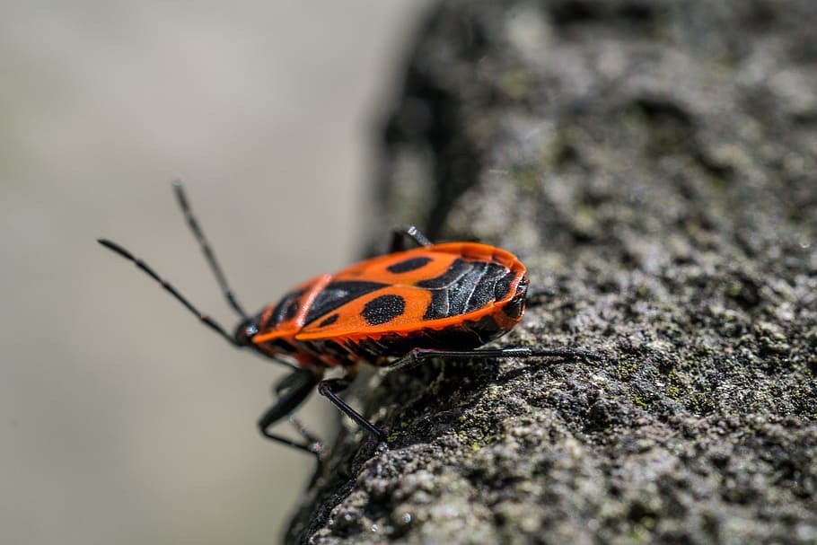 escarabat, insecte, macro, naturalesa, escarabat vermell, temes d'animals, animal, fauna animal, un animal, invertebrat, animals a la natura, primer pla, enfocament selectiu, rock - object, cap gent, sòlid, rock, bellesa a la natura, dia, a l'aire lliure, marques d’animals, part del cos dels animals, ala dels animals, papallona - insecte, petit, 5K