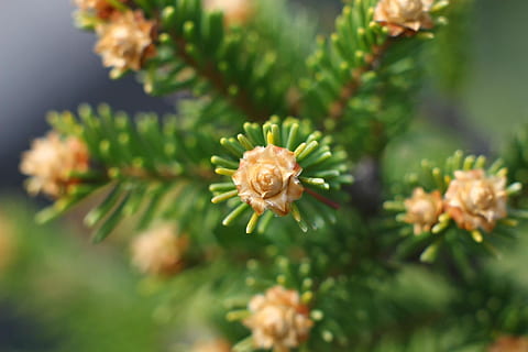 macro, picea, agulles, bosc, parc, branca, primer pla, arbres, arbre, rascado, verd, full, planta, flor, planta amb flors, bellesa a la natura, frescor, naturalesa, creixement, color verd, fragilitat, vulnerabilitat, cap gent, cap de flor, enfocament selectiu, pètal, inflorescència, dia, centrar-se en primer pla, a l'aire lliure, arbre de coníferes, 1080P, CC0, domini públic, lliure de regalies