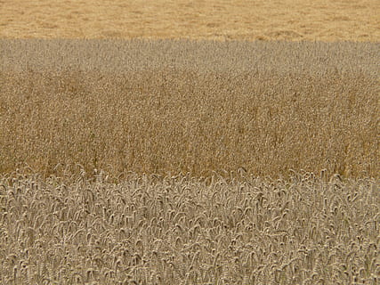 Felder, Getreide, Korn, Getreidefelder, Weizen, Hafer, Ernte, Land, Landwirtschaft, Landschaft, ländliche Szene, Getreidepflanze, Feld, Bauernhof, Hintergründe, Pflanze, Vollbild, keine Leute, Natur, Umgebung, Wachstum, Ruhe, Tag, braun, ruhige Szene, Plantage, 2K, CC0, gemeinfrei, lizenzfrei