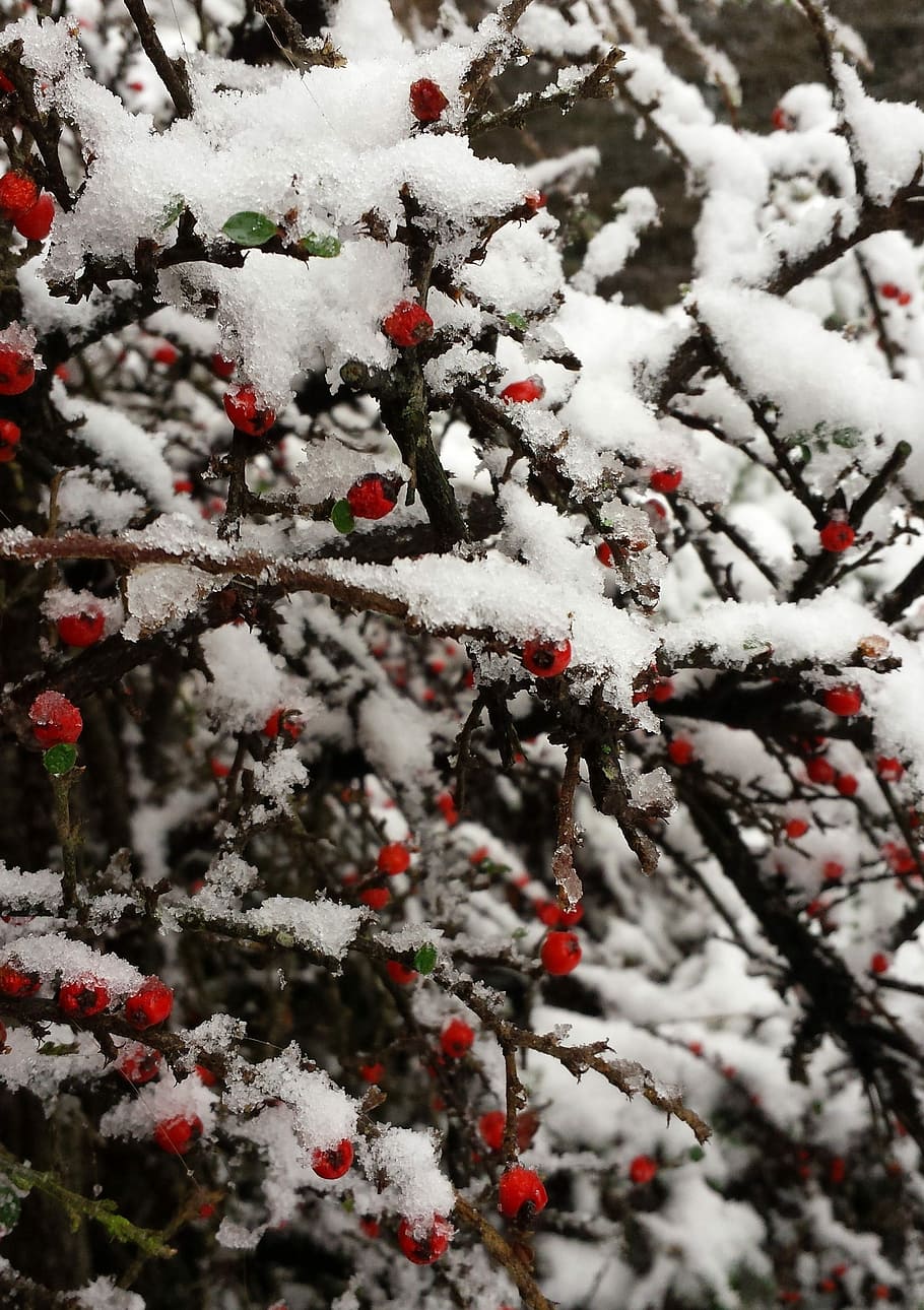 zimowy, śnieg, biały, zimowe krzewy, Natura, zimowy sen, krzewy, jagody, zimna temperatura, na dworze, pełna ramka, biały kolor, żadnych ludzi, dzień, drzewo, tła, mrożony, pokrycie, Oddział, zbliżenie, piękno natury, roślina, owoc, owoce jagodowe, ekstremalna pogoda, 2K