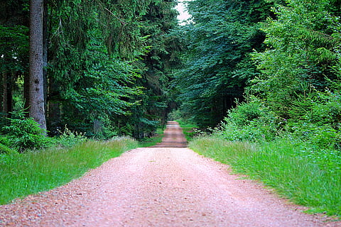 marró, carretera, verd, arbres de fulles, durant el dia, lluny, camí forestal, bosc, bosc mixt, arbres, naturalesa, carril, caminada, ruta, descans, silenciós, solitari, planta, el camí a seguir, direcció, arbre, color verd, terra, creixement, bellesa a la natura, perspectiva decreixent, tranquil·litat, sendera, dia, cap gent, escenics - natura, escena no urbana, escena tranquil·la, fullatge, a l'aire lliure, bambú - planta, 5K, CC0, domini públic, lliure de regalies