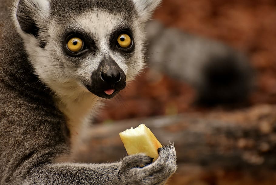 blanc, negre, animal, celebració, fruita, mico, lemur, bonic, menjar, zoo, äffchen, dolç, món animal, tierpark hellabrunn, un animal, fauna animal, animals a la natura, mamífer, centrar-se en primer pla, cap gent, retrat, part del cos dels animals, menjar i beguda, alimentació saludable, primer pla, vertebrats, mirant la càmera, famolenc, ulls grocs, boca oberta, 5K