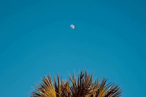 luna durante il giorno, verde, Palma, giorno, cielo, blu, Luna, albero, nessuno, natura, copia spazio, Luna piena, pianta, Inquadratura dal basso, all'aperto, notte, cielo sereno, la tranquillità, scenics - natura, sfondo colorato, bellezza nella natura, spazio, clima tropicale, foglia di palma, sfondo blu, sopra, 4K, CC0, dominio pubblico, privo di copyright