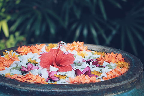 rød, hibiscus blomst, sort, gryde, hibiscus, blomst, multi farvet, mad, blad, efterår, lave om, ingen mennesker, dag, træ, plante, natur, tæt på, friskhed, blomstrende plante, plante del, skønhed i naturen, flydende, kronblad, flyder på vandet, udendørs, selektiv fokusering, mad og drikke, fokus på forgrunden, blomsterhoved, blomstermønster, 1080P, CC0, offentligt domæne, royaltyfrie