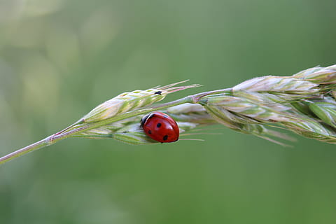 coccinella, fortuna, insetto, natura, siebenpunkt, animale, invertebrato, temi animali, fauna selvatica, scarafaggio, avvicinamento, un animale, animali allo stato selvatico, concentrarsi sulle conoscenze acquisite, pianta, nessuno, rosso, macchiato, bellezza nella natura, stelo vegetale, piccolo, 5K, CC0, dominio pubblico, privo di copyright