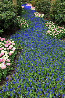 fons, bonic, florir, florint, blau, holandès, camp, flor, jardí, verd, Holanda, raïm, jacint, naturalesa, Països Baixos, parc, primavera, planta, porpra, estiu, llit de flors, a l'aire lliure, color verd, jardí formal, multicolor, cap de flor, bellesa a la natura, cap gent, creixement, planta amb flors, vulnerabilitat, fragilitat, frescor, dia, pètal, color rosa, abundància, botànica, inflorescència, arranjament floral, 4K, CC0, domini públic, lliure de regalies