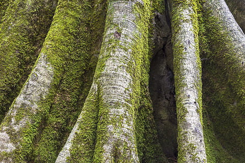 atat de viu, superficial, focalizare fotografie, copac, trompă, mușchi, lichen, rădăcină, plantă, pădure, creştere, trunchi de copac, teren, nici o persoana, frumusețe în natură, natură, Culoarea verde, zi, vedere unghiulară joasă, liniște, în aer liber, o scenă liniștită, scenă non-urbană, scenice - natura, bambus - planta, 5K, CC0, domeniu public, fără drepturi de autor