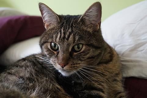kat, ren, hoved, tæt, kat ansigt, pattedyr, indenlandske, kæledyr, husdyr, indenlandske kat, feline, dyr, dyre temaer, et dyr, møbel, lempelse, portræt, bakkenbart, indendørs, kigger på kameraet, hvirveldyr, seng, sofa, tæt på, ingen mennesker, tabby, dyr hoved, dyr øje, 4K, CC0, offentligt domæne, royaltyfrie