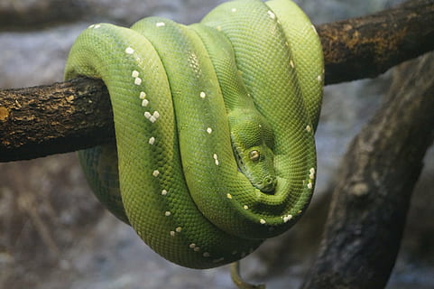 grøn træ python, Zoo, tæt, dyre temaer, et dyr, dyreliv, krybdyr, dyr, slange, træ, dyr i naturen, tæt på, afdeling, plante, grøn farve, natur, dyr kropsdel, rullet op, dag, ingen mennesker, hvirveldyr, advarselsskilt, fokus på forgrunden, dyr hoved, udendørs, regnskov, dyre skala, giftig, tropisk regnskov, dyr øje, 5K, CC0, offentligt domæne, royaltyfrie