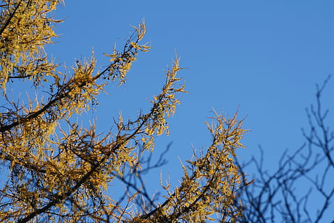 larice, copac, galben, cer, albastru, plantă, ramură, vedere unghiulară joasă, cer senin, frumusețe în natură, natură, nici o persoana, toamnă, zi, în aer liber, creştere, lumina soarelui, Schimbare, liniște, frunze, însorit, mancare si bautura, 4K, CC0, domeniu public, fără drepturi de autor