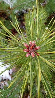 guarida, Árbol de frutas, invierno, Navidad, Fruta, árbol, color verde, crecimiento, naturaleza, flor, planta, nadie, belleza en la naturaleza, día, de cerca, centrarse en primer plano, Pino, al aire libre, árbol conífero, tranquilidad, frescura, planta floreciendo, pinácea, hoja, rama, aguja - parte de la planta, 4K, CC0, dominio público, libre de derechos