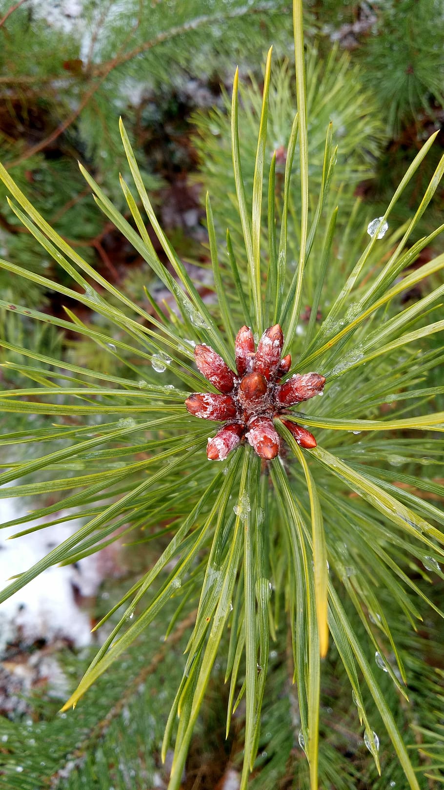 den, fruita, arbre, hivern, Nadal, fruita, arbre, color verd, creixement, naturalesa, flor, planta, cap gent, bellesa a la natura, dia, primer pla, centrar-se en primer pla, pi, a l'aire lliure, arbre de coníferes, tranquil·litat, frescor, planta amb flors, pinàcies, full, branca, agulla - part de la planta, 4K
