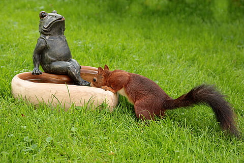 การดื่มกระรอก, สีน้ำตาล, คอนกรีต, ขัน, สัตว์, กระรอก, Sciurus, ความกระหายน้ำ, ดื่ม, น้ำ, ที่ใช้ฟันแทะ, เลี้ยงลูกด้วยนม, น่ารัก, ธรรมชาติ, กลางแจ้ง, หญ้า, ขน, ปลูก, สัตว์ป่า, เจ้าคณะ, สัตว์ในป่า, ไม่มีคน, สีเขียว, นั่ง, กลุ่มสัตว์, สัตว์สองตัว, มีกระดูกสันหลัง, สัตว์เล็ก, จ๋อ, การดูแล, 2K, CC0, โดเมนสาธารณะ, ค่าลิขสิทธิ์ฟรี