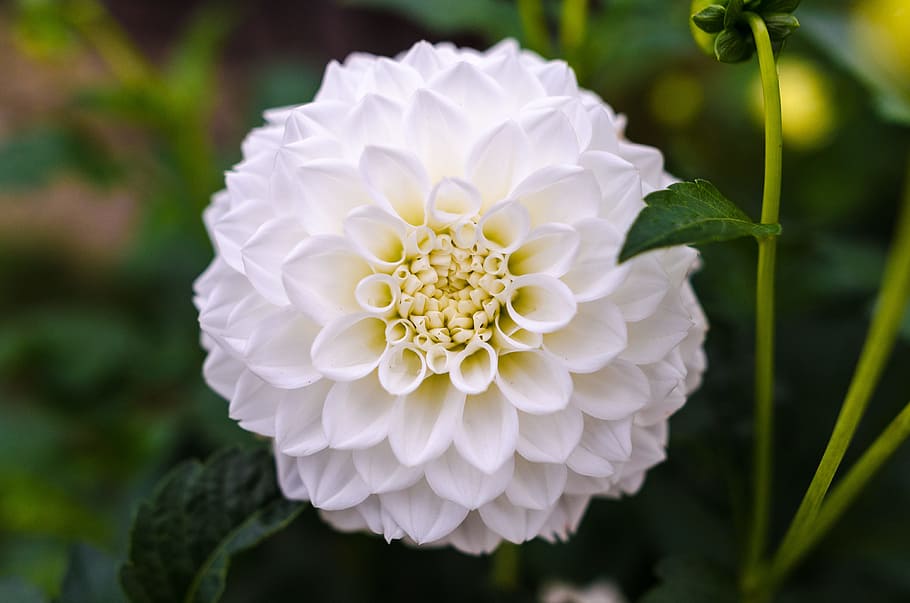 blanc, Dalia de pilota, primer pla, fotografia, fons, bonic, florir, florint, flor, borrós, botànic, brillant, color, dalia, margarida, delicada, profunditat de camp, camp, flora, fresc, jardí, verd, creixement, cap, macro, natural, naturalesa, a l'aire lliure, pètals, planta, pol·len, temporada, planta amb flors, bellesa a la natura, fragilitat, vulnerabilitat, pètal, frescor, cap de flor, inflorescència, Color blanc, centrar-se en primer pla, cap gent, dia, peònia, 4K