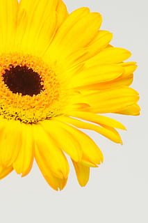gerbera, zárodky, květ, jaro, náklonnost, vůně, romantický, Valentýn, žlutá, kvetoucí rostlina, okvětní lístek, květenství, svěžest, květu hlavy, zranitelnost, křehkost, krása v přírodě, detail, rostlina, studio shot, pyl, růst, uvnitř, nikdo, Příroda, bílé pozadí, slunečnice, 720P, CC0, veřejná doména, bez autorských práv