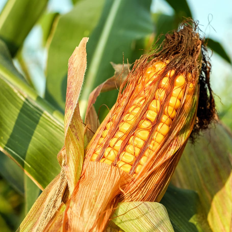 primer pla, foto, blat de moro, blat de moro a la panotxa, gra, grans de blat de moro, grans, daurat, groc, verdures, menjar, cereals, hidrats de carboni, blat de moro farratger, cereal, planta, agricultura, cultivable, naturalesa, registre públic, creixement, dia, centrar-se en primer pla, part de la planta, full, bellesa a la natura, cap gent, frescor, a l'aire lliure, vulnerabilitat, color verd, fragilitat, llum solar, enfocament selectiu, flor, planta amb flors, un animal, 2K