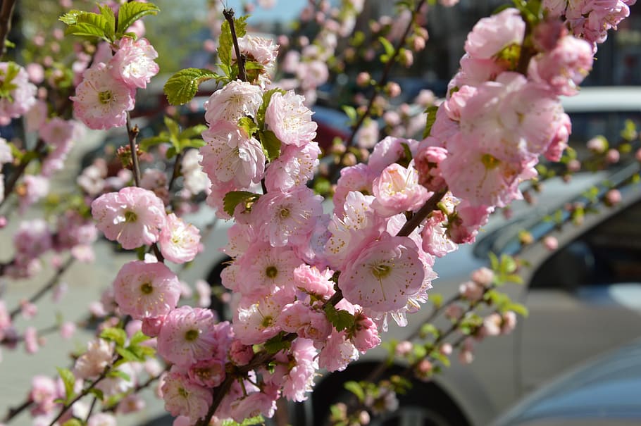 Sakura, Frühling, Blüte, Blühen, Frühling, blühende Sakura, Blume, Zerbrechlichkeit, keine Leute, Baum, blühende Pflanze, Pflanze, Wachstum, Verletzlichkeit, Schönheit in der Natur, Frische, Nahansicht, pinke Farbe, Natur, Ast, Tag, selektiver Fokus, Botanik, Fokus auf den Vordergrund, draußen, Blütenkopf, Kirschblüte, Kirschbaum, Blumenstrauß, lila, 5K
