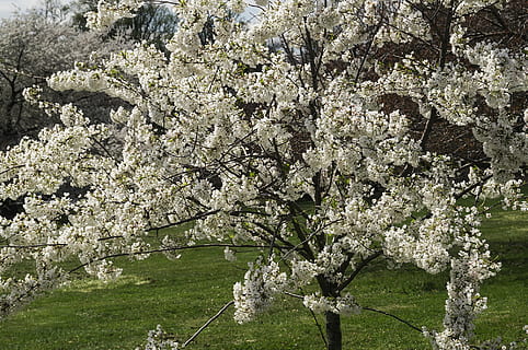 las flores, Flores de cerezo, árbol, primavera, Druid Hill Park, parque, naturaleza, baltimore, planta, planta floreciendo, crecimiento, flor, belleza en la naturaleza, rama, fragilidad, frescura, día, flor de cerezo, vulnerabilidad, el color blanco, flor de manzana, Árbol de frutas, nadie, Cerezo, al aire libre, 1080P, CC0, dominio público, libre de derechos