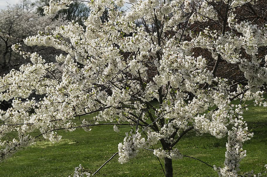 las flores, Flores de cerezo, árbol, primavera, Druid Hill Park, parque, naturaleza, baltimore, planta, planta floreciendo, crecimiento, flor, belleza en la naturaleza, rama, fragilidad, frescura, día, flor de cerezo, vulnerabilidad, el color blanco, flor de manzana, Árbol de frutas, nadie, Cerezo, al aire libre, 1080P