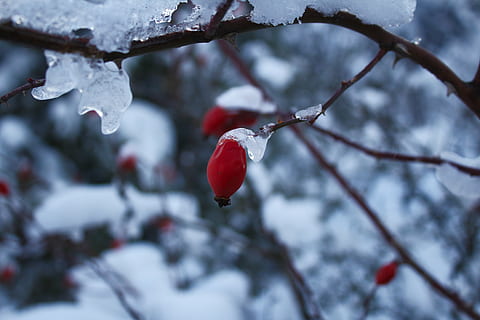 nuoli, lumi, talvi-, kuorrutus, luonto, haara, puu, punainen, ulkona, kausi, kylmä lämpötila, kasvi, hedelmä, jäädytetty, ruoka, keskittyä etualalle, terveellinen ruokavalio, ruoka ja juoma, kauneus luonnossa, ruusunmarja, lähikuva, ei ihmisiä, tuoreus, jää, kypsä, jääpuikko, sulatus, 5K, CC0, public domain, rojaltivapaa