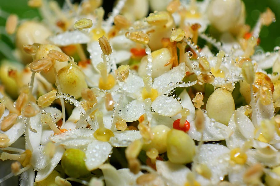 macro, tao gotes, petit, flor, florir, tancar, fotografia macro, petita flor, menjar, menjar i beguda, primer pla, cap gent, enfocament selectiu, frescor, marc complet, benestar, alimentació saludable, llest per menjar, a l'interior, natura morta, amanida, fons, vegetals, planta, abundància, groc, gran grup d'objectes, dia, menjar vegetarià, berenar, 4K