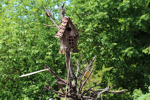 Garten, Baum, Voliere, Tag, draußen, Natur, in voller Länge, Tierthemen, keine Leute, Fledermaus - Tier, fliegend, die Flügel ausbreiten, Pflanze, Wachstum, grüne Farbe, Fokus auf den Vordergrund, Tierwelt, Tiere in freier Wildbahn, Wald, Schönheit in der Natur, Vogel, Tier, Flachwinkelansicht, hocken, Holz - Material, Wirbeltier, 2K, CC0, gemeinfrei, lizenzfrei