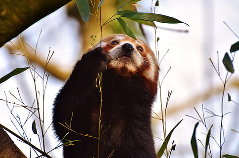 selectiu, foto del focus, vermell, panda, panda vermell, portar gat, Guineu del foc, ailurus fulgens, depredador, mamífer, himalayas, Xina del sud-oest, Xina, gos d'or, zoo, hellabrunn, tierpark hellabrunn, munich, temes d'animals, animal, un animal, fauna animal, animals a la natura, planta, vertebrats, naturalesa, cap gent, a l'aire lliure, primer pla, full, part de la planta, enfocament selectiu, centrar-se en primer pla, dia, animals en captivitat, mirant, bambú - planta, 5K, CC0, domini públic, lliure de regalies