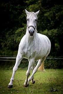blanc, cheval, fonctionnement, jour, quoa, quant, Zoder, animal, thèmes animaux, mammifère, animaux domestiques, un animal, bétail, national, champ, vertébré, terre, plante, herbe, la faune des animaux, permanent, la nature, couleur blanche, personne, portrait, herbivore, paddock, 2K, CC0, domaine public, libre de droits