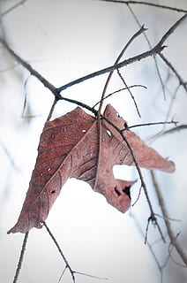 leaf, withered, dry, leaves, brown, nature, winter, fog, close, close-up, plant part, focus on foreground, no people, change, day, vulnerability, plant, fragility, autumn, beauty in nature, leaf vein, outdoors, branch, selective focus, natural condition, dried, 1080P, CC0, public domain, royalty free