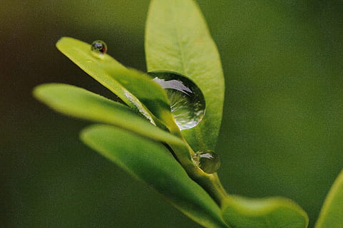 Blatt, Huka, Regen, tropfen, Wasser, Regentropfen, schließen, Grün, Natur, Pflanze, nass, Tierthemen, Tier, Tierwelt, grüne Farbe, Nahansicht, ein Tier, Tiere in freier Wildbahn, Pflanzenteil, keine Leute, Wirbeltier, selektiver Fokus, Wachstum, Tag, draußen, wirbellos, Insekt, 2K, CC0, gemeinfrei, lizenzfrei