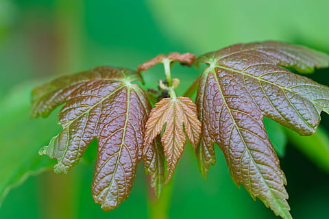 natur, tre, treblad, lønnetre, symmetri, anlegg, nærbilde, fokusere på forgrunnen, skjønnhet i naturen, ingen folk, blad, grønn farge, skjørhet, vekst, plante del, sårbarhet, dag, utendørs, friskhet, blomst, vann, farget bakgrunn, insekt, miste, blader, 5K, CC0, offentlig domene, opphavsrett gratis