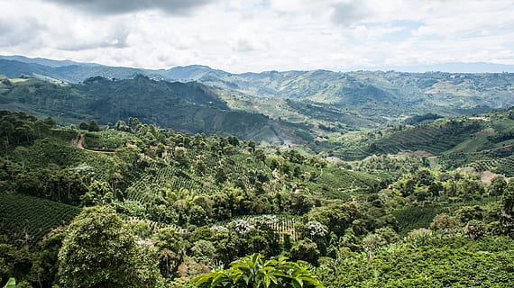 cloudy, sky, mountain, green, trees, mountain hill, daytine, photography, landscape, aerial shot, cloud, tree, forest, hill, nature, scenics, green Color, outdoors, rural Scene, plant, summer, no People, agriculture, mountain range, day, scenics - nature, environment, beauty in nature, tranquility, tranquil scene, land, lush foliage, cloud - sky, growth, foliage, high angle view, tea crop, coniferous tree, plantation, 1080P, CC0, public domain, royalty free