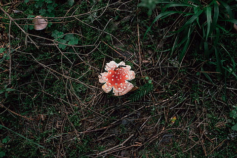 Wulstling Muscaria Pilz, Amanita Muscaria, Pilz, Natur, Gras, rot, Blume, draußen, Wachstum, Wald, Pflanze, Land, Feld, High Angle View, keine Leute, Nahansicht, Verletzlichkeit, Schönheit in der Natur, Zerbrechlichkeit, Frische, Tag, blühende Pflanze, Gemüse, Lebensmittel, Blütenkopf, 4K, CC0, gemeinfrei, lizenzfrei