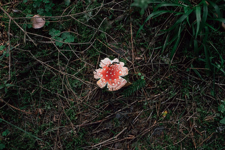 Wulstling Muscaria Pilz, Amanita Muscaria, Pilz, Natur, Gras, rot, Blume, draußen, Wachstum, Wald, Pflanze, Land, Feld, High Angle View, keine Leute, Nahansicht, Verletzlichkeit, Schönheit in der Natur, Zerbrechlichkeit, Frische, Tag, blühende Pflanze, Gemüse, Lebensmittel, Blütenkopf, 4K