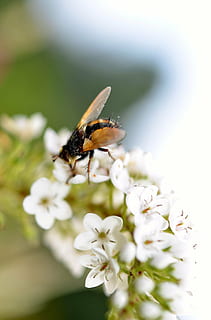 zweef vlieg, insect, dichtbij, dier, natuur, macro, vlieg, zomer, zweefvlieg, dagboek, bij, wit, bloem, de lente, stuifmeel, bloeiende plant, ongewerveld, dierlijke thema's, dierenleven, dieren in het wild, breekbaarheid, één dier, versheid, kwetsbaarheid, schoonheid in de natuur, fabriek, detailopname, selectieve aandacht, bloemblad, groei, bloemhoofd, geen mensen, bestuiving, 4K, CC0, publiek domein, royaltyvrij