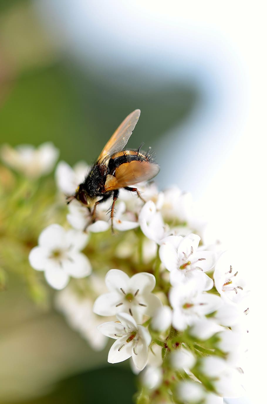 mosca flotante, insecto, cerrar, animal, naturaleza, macro, volar, verano, diario, abeja, blanco, flor, primavera, polen, planta floreciendo, invertebrado, temas de animales, fauna animal, animales en la naturaleza, fragilidad, un animal, frescura, vulnerabilidad, belleza en la naturaleza, planta, de cerca, enfoque selectivo, pétalo, crecimiento, cabeza de flor, nadie, polinización, 4K