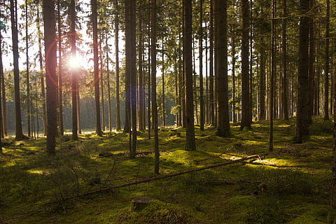 bruin, bomen, dag, Bos, licht, zon, zonnestraal, natuur, herfst, landschap, zonlicht, humeur, Morgenstimmung, achterlicht, sprookjesbos, boom, fabriek, land-, bos-, boomstam, romp, kalmte, schoonheid in de natuur, rustige scène, scenics - natuur, groei, niet-stedelijke scène, geen mensen, groene kleur, milieu, buitenshuis, naaldboom, dennenboom, dennenbos, streaming, 4K, CC0, publiek domein, royaltyvrij