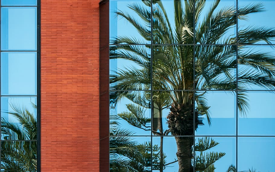 verd, marró, arbre, edifici, cossos, aigua, blau, cel, durant el dia, pi, construcció de mur cortina, finestra, vidre, Palmera, clima tropical, planta, estructura construïda, arquitectura, exterior de l'edifici, cap gent, naturalesa, creixement, dia, vidre - material, a l'aire lliure, llum solar, ciutat, reflexió, exterior d’edifici d’oficines, fulla de palma, 4K