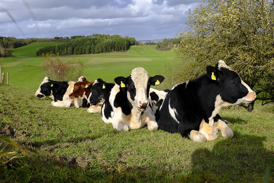 krávy, dobytek, stádo, zvířat, pastvina, Příroda, louka, zemědělství, hospodářských zvířat, přežvýkavec, horské louky, domácí, skupina zvířat, domácí zvířata, domácí mazlíčci, zvíře, rostlina, savec, tráva, kráva, přistát, obratlovců, pole, krajina, domácí dobytek, růst, zelená barva, nikdo, střední skupina zvířat, býložravý, venku, 5K