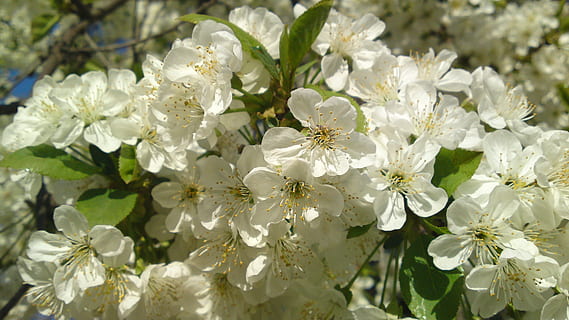 Frühling, Blumen, taganrog, blühende Pflanze, Blume, Pflanze, Schönheit in der Natur, weiße Farbe, Zerbrechlichkeit, Frische, Verletzlichkeit, Wachstum, Nahansicht, Blütenblatt, Natur, blühen, Blütenkopf, keine Leute, Blütenstand, Botanik, Tag, Fokus auf den Vordergrund, draußen, Pollen, Blumenstrauß, Kirschblüte, Weichheit, Kirschbaum, 4K, CC0, gemeinfrei, lizenzfrei