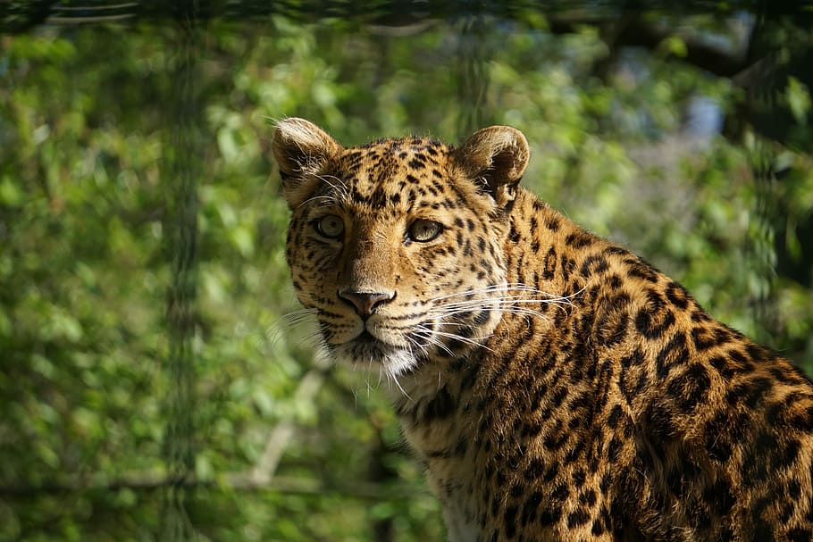 lleopard, perillós, depredador, gat salvatge, gat gran, naturalesa, salvatge, món animal, animal, safari, gat, zoo, lleopard persa, temes d'animals, felí, mamífer, fauna animal, un animal, animals a la natura, cap gent, carnivora, retrat, mascotes, centrar-se en primer pla, dia, vertebrats, animals domèstics, marques d’animals, bigotis, a l'aire lliure, gat no domesticat, cap d’animals, 5K
