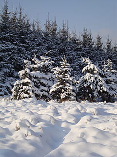 iarnă, Alba ca Zapada, copac alb, biel, zăpadă, alb, copac, peisaj, temperatura rece, culoare alba, natură, nici o persoana, zi, acoperire, frumusețe în natură, camp, plantă, liniște, teren, scenice - natura, cer, o scenă liniștită, scenă non-urbană, îngheţat, în aer liber, praf de zăpadă, 4K, CC0, domeniu public, fără drepturi de autor