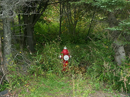 Alien, Bizarre, Color, green, funny, nature, red, day, forest, outdoors, no people, plant, tree, land, growth, fire hydrant, green color, grass, field, safety, security, tranquility, protection, beauty in nature, non-urban scene, electric lamp, 2K, CC0, public domain, royalty free