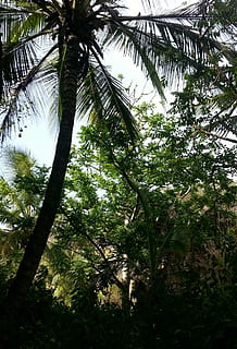 palmell, coco, arbre, naturalesa, bosc, full, color verd, a l'aire lliure, clima tropical, planta, branca, creixement, vista d’angle baix, tronc de l'arbre, tronc, terra, tranquil·litat, bellesa a la natura, dia, cap gent, Palmera, cel, alta - alta, palmera de coco, arbre tropical, directament a sota, copa de l'arbre, fulla de palma, bambú - planta, 2K, CC0, domini públic, lliure de regalies